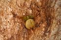 Diaea_pilula_D5541_D_90_Lake Broadwater_Australie